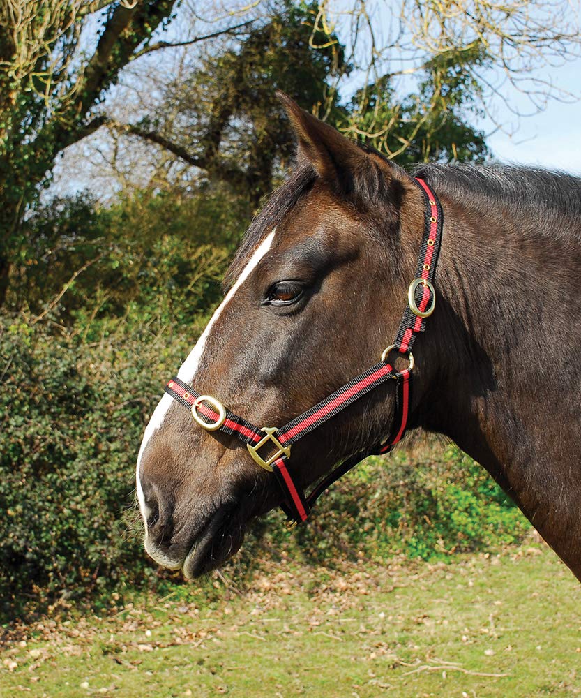 Rhinegold Nylon Headcollar - Full - Black/Red